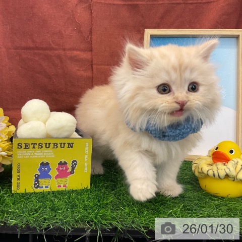 千葉県のスコティッシュフォールド (ペットプラス コトエ流山おおたかの森店/2025年11月27日生まれ/男の子/クリームタビー)の子猫の3枚目の画像