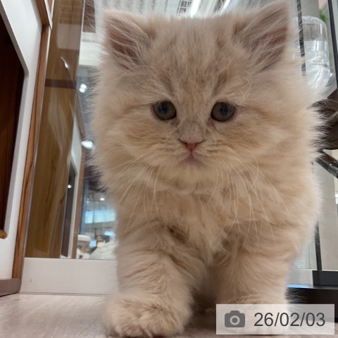 埼玉県のスコティッシュフォールド (ペットプラス 浦和美園店/2025年11月27日生まれ/男の子/クリームタビー)の子猫の4枚目の画像