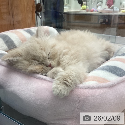 埼玉県のスコティッシュフォールド (ペットプラス 浦和美園店/2025年11月27日生まれ/男の子/クリームタビー)の子猫の4枚目の画像