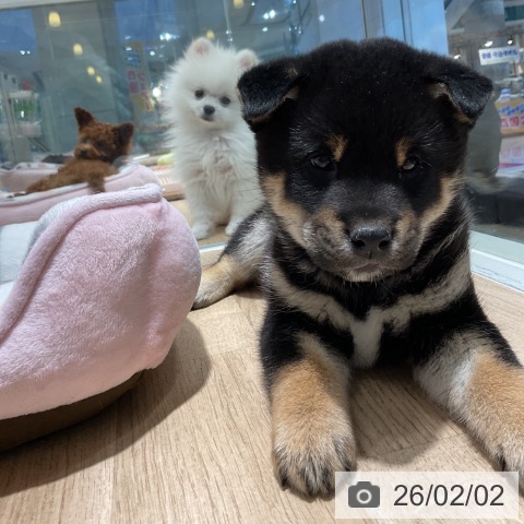 茨城県の柴犬(標準サイズ) (ペッツワン 阿見店/2025年11月29日生まれ/男の子/黒)の子犬の4枚目の画像