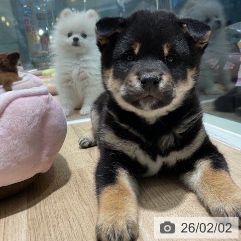 茨城県の柴犬(標準サイズ) (ペッツワン 阿見店/2025年11月29日生まれ/男の子/黒)の子犬の3枚目の画像