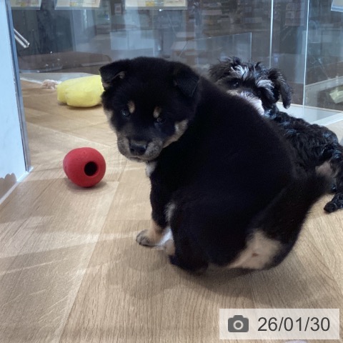 埼玉県の柴犬(標準サイズ) (ペットプラス イオンモール春日部店/2025年11月29日生まれ/男の子/黒)の子犬の4枚目の画像