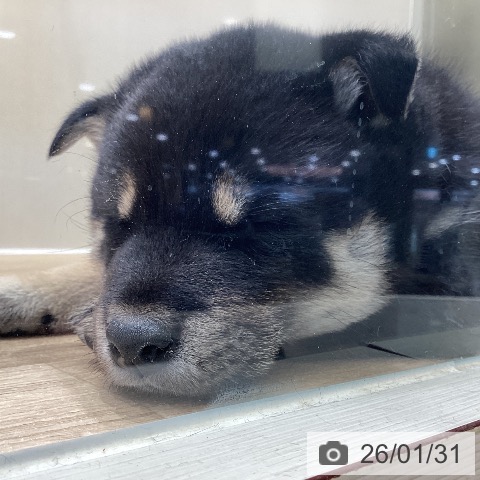 埼玉県の柴犬(標準サイズ) (ペットプラス イオンモール春日部店/2025年11月29日生まれ/男の子/黒)の子犬の3枚目の画像