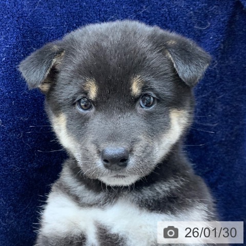 千葉県の柴犬(標準サイズ) (ペットプラス 幕張新都心店/2025年11月29日生まれ/女の子/黒)の子犬の3枚目の画像