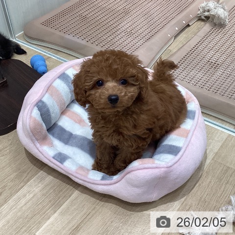 宮城県のトイプードル(トイ) (ペットプラス 仙台泉大沢店/2025年12月2日生まれ/男の子/レッド)の子犬の3枚目の画像