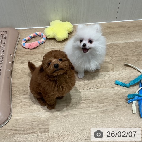 宮城県のトイプードル(トイ) (ペットプラス 仙台泉大沢店/2025年12月2日生まれ/男の子/レッド)の子犬の4枚目の画像