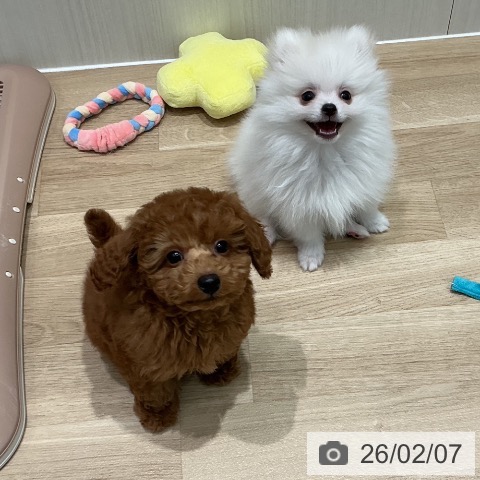 宮城県のトイプードル(トイ) (ペットプラス 仙台泉大沢店/2025年12月2日生まれ/男の子/レッド)の子犬の3枚目の画像