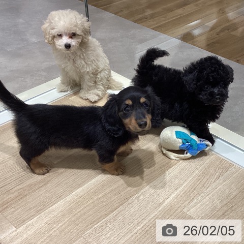 宮城県のミニチュアダックスフンド(ロング) (ペットプラス 仙台上杉店/2025年12月2日生まれ/女の子/ブラックタン)の子犬の4枚目の画像