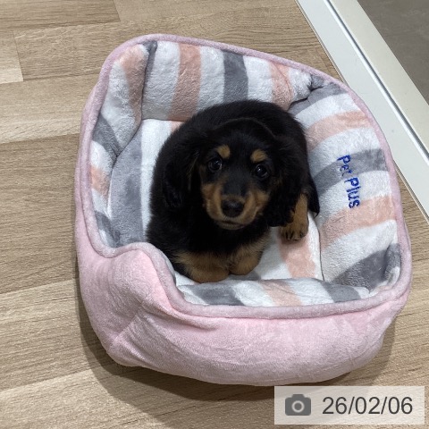 宮城県のミニチュアダックスフンド(ロング) (ペットプラス 仙台上杉店/2025年12月2日生まれ/女の子/ブラックタン)の子犬の3枚目の画像