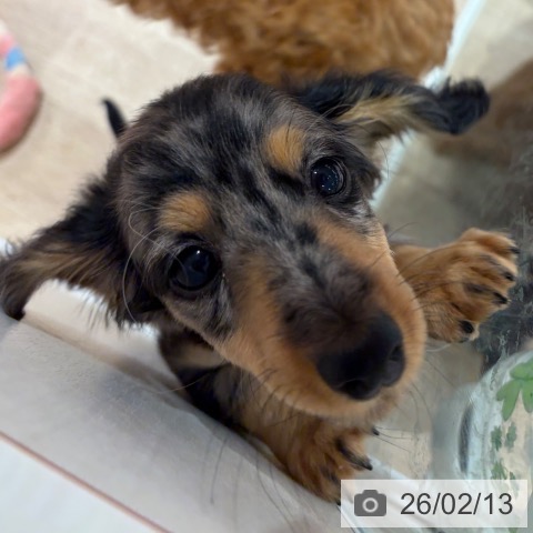 神奈川県のミニチュアダックスフンド(ロング) (ペットプラス ゆめが丘ソラトス店/2025年12月2日生まれ/女の子/シルバーダップル)の子犬の4枚目の画像