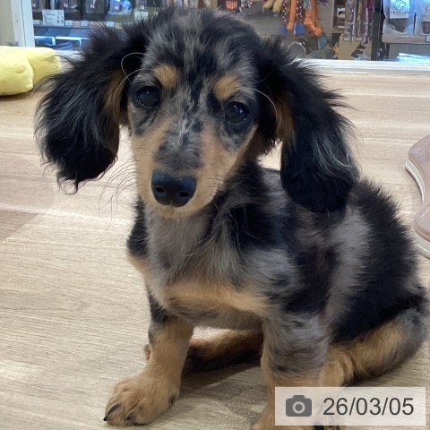 神奈川県のミニチュアダックスフンド(ロング) (ペットプラス ゆめが丘ソラトス店/2025年12月2日生まれ/女の子/シルバーダップル)の子犬の4枚目の画像