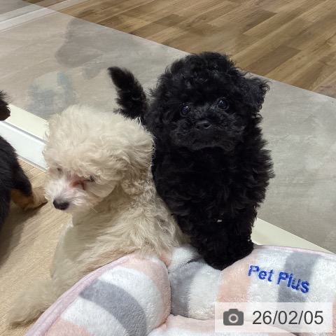 宮城県のトイプードル(トイ) (ペットプラス 仙台上杉店/2025年12月1日生まれ/女の子/ブラック)の子犬の3枚目の画像