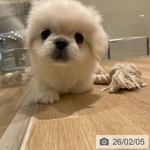 長野県のペキニーズ (ペットプラス 須坂店/2025年12月4日生まれ/男の子/ホワイト)の子犬の3枚目の画像