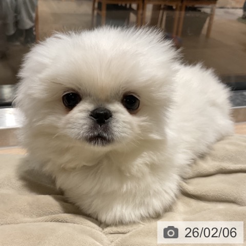 ペキニーズの写真