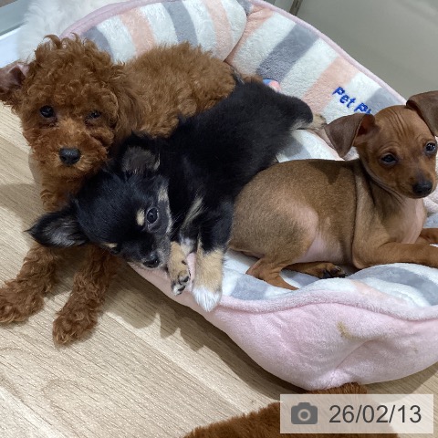 宮城県のトイプードル(トイ) (ペットプラス 名取店/2025年12月4日生まれ/女の子/レッド)の子犬の4枚目の画像