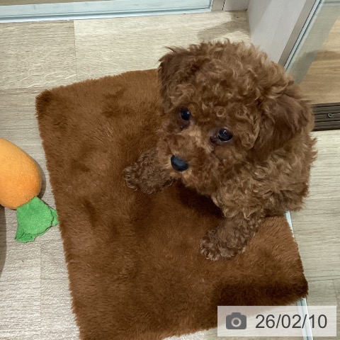 宮城県のトイプードル(トイ) (ペットプラス 名取店/2025年12月4日生まれ/女の子/レッド)の子犬の3枚目の画像