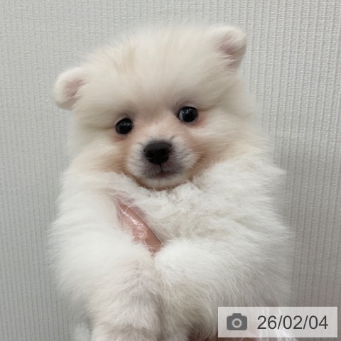 長野県のポメラニアン (ペットプラス 上田店/2025年12月4日生まれ/男の子/クリーム)の子犬の4枚目の画像