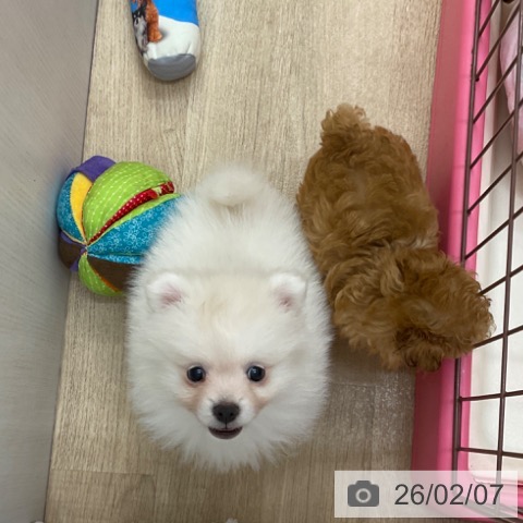 長野県のポメラニアン (ペットプラス 上田店/2025年12月4日生まれ/男の子/クリーム)の子犬の4枚目の画像