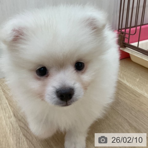 ポメラニアンの写真