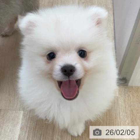 長野県のポメラニアン (ペットプラス 上田店/2025年12月4日生まれ/男の子/クリーム)の子犬の3枚目の画像