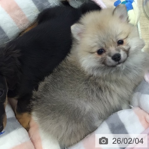 ポメラニアンの写真