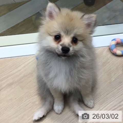 東京都のポメラニアン (ペットプラス 多摩平の森店/2025年12月4日生まれ/女の子/オレンジ)の子犬の4枚目の画像