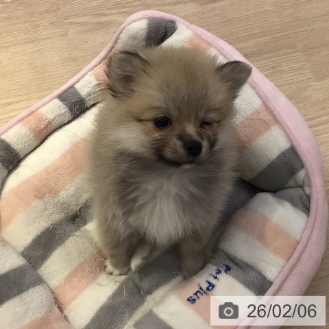 東京都のポメラニアン (ペットプラス 多摩平の森店/2025年12月4日生まれ/女の子/オレンジ)の子犬の3枚目の画像