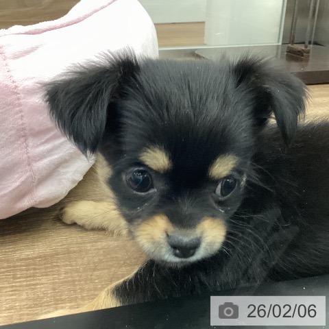 茨城県のチワワ(ロング) (ペッツワン つくば店/2025年12月4日生まれ/女の子/ブラックタン)の子犬の4枚目の画像