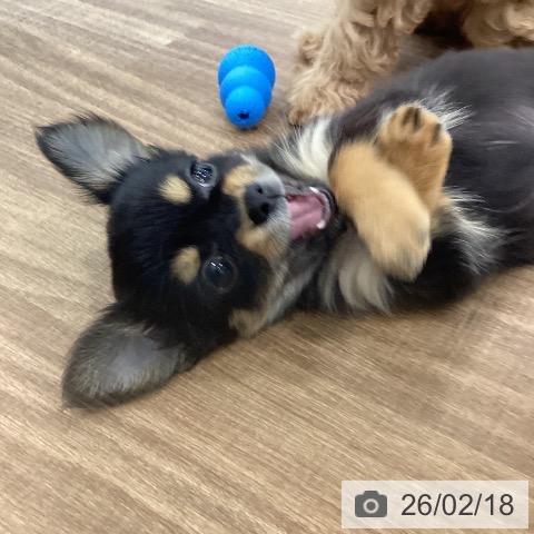 茨城県のチワワ(ロング) (ペッツワン つくば店/2025年12月4日生まれ/女の子/ブラックタン)の子犬の3枚目の画像