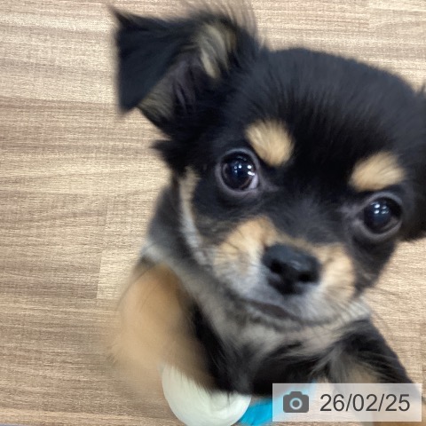 茨城県のチワワ(ロング) (ペッツワン つくば店/2025年12月4日生まれ/女の子/ブラックタン)の子犬の3枚目の画像