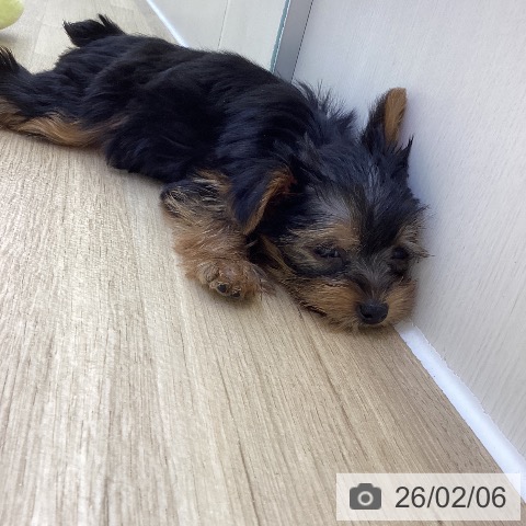 ヨークシャー・テリアの写真