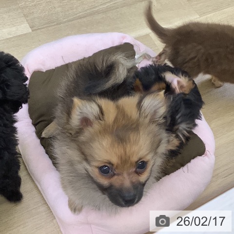 山梨県のヨークシャーテリア (ペットプラス 甲府昭和店/2025年12月4日生まれ/女の子/スチールブルータン)の子犬の4枚目の画像