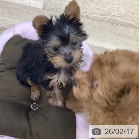 山梨県のヨークシャーテリア (ペットプラス 甲府昭和店/2025年12月4日生まれ/女の子/スチールブルータン)の子犬の4枚目の画像