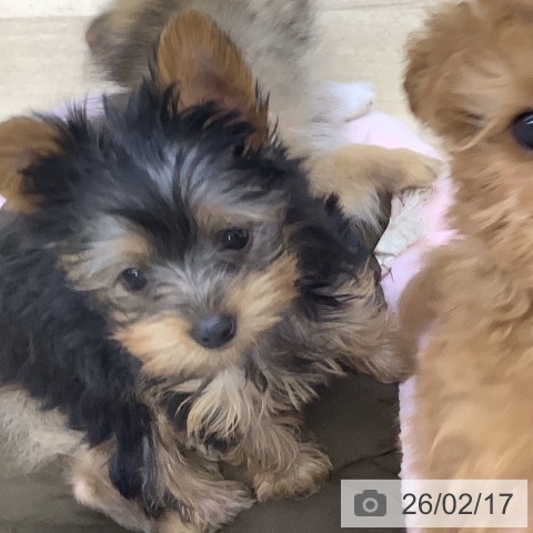 山梨県のヨークシャーテリア (ペットプラス 甲府昭和店/2025年12月4日生まれ/女の子/スチールブルータン)の子犬の3枚目の画像