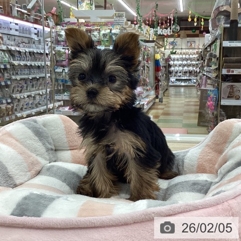 山梨県のヨークシャーテリア (ペットプラス 甲府国母店/2025年12月4日生まれ/女の子/スチールブルータン)の子犬の4枚目の画像