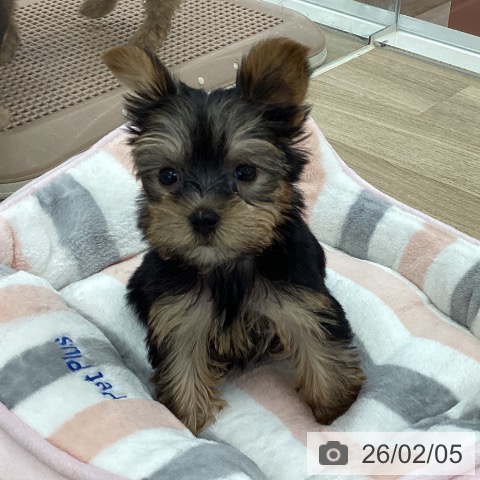 山梨県のヨークシャーテリア (ペットプラス 甲府国母店/2025年12月4日生まれ/女の子/スチールブルータン)の子犬の3枚目の画像