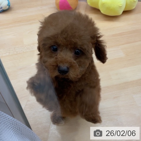 トイ・プードルの写真