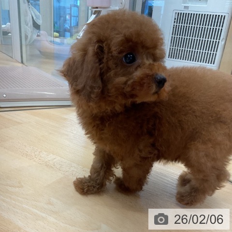 トイ・プードルの写真