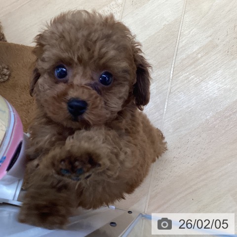 埼玉県のトイプードル(トイ) (ペットプラス 羽生店/2025年11月29日生まれ/男の子/レッド)の子犬の4枚目の画像