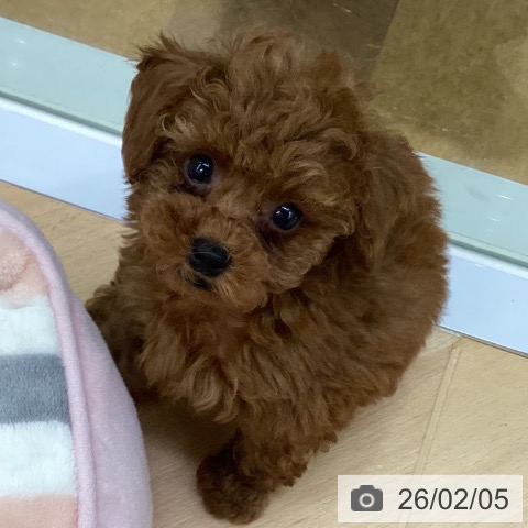 埼玉県のトイプードル(トイ) (ペットプラス 羽生店/2025年11月29日生まれ/男の子/レッド)の子犬の3枚目の画像