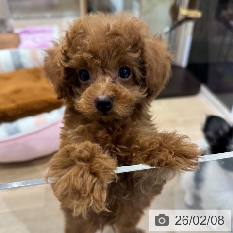 東京都のトイプードル(トイ) (ペットプラス アクアシティお台場店/2025年11月29日生まれ/男の子/レッド)の子犬の4枚目の画像