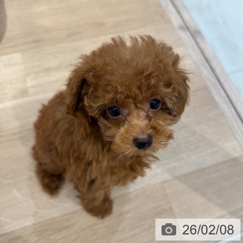 東京都のトイプードル(トイ) (ペットプラス アクアシティお台場店/2025年11月29日生まれ/男の子/レッド)の子犬の3枚目の画像