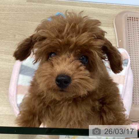 千葉県のトイプードル(トイ) (ペットプラス 船橋店/2025年11月29日生まれ/男の子/レッド)の子犬の3枚目の画像