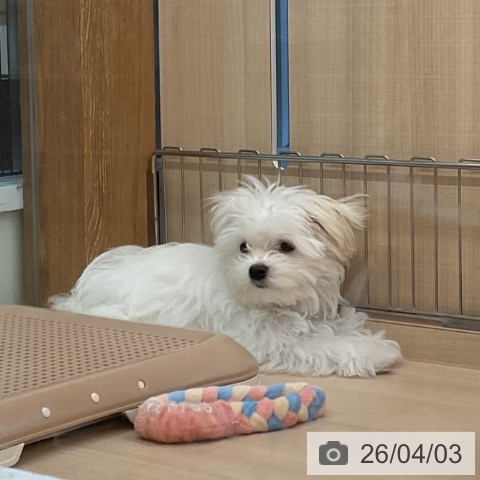 マルチーズの写真