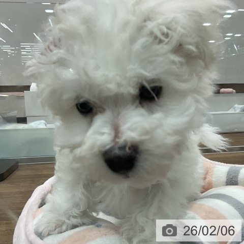 埼玉県のマルチーズ (ペッツワン 吉川美南店/2025年12月5日生まれ/男の子/ホワイト)の子犬の3枚目の画像