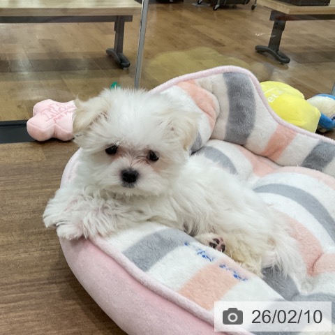 埼玉県のマルチーズ (ペッツワン 吉川美南店/2025年12月5日生まれ/男の子/ホワイト)の子犬の4枚目の画像