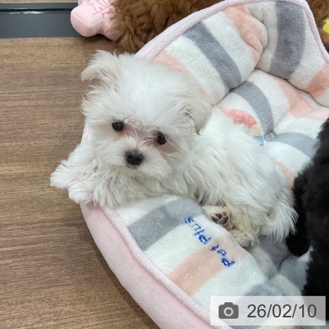 埼玉県のマルチーズ (ペッツワン 吉川美南店/2025年12月5日生まれ/男の子/ホワイト)の子犬の3枚目の画像