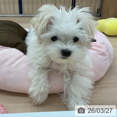 埼玉県のマルチーズ (ペッツワン 浦和美園店/2025年12月5日生まれ/男の子/ホワイト)の子犬の3枚目の画像