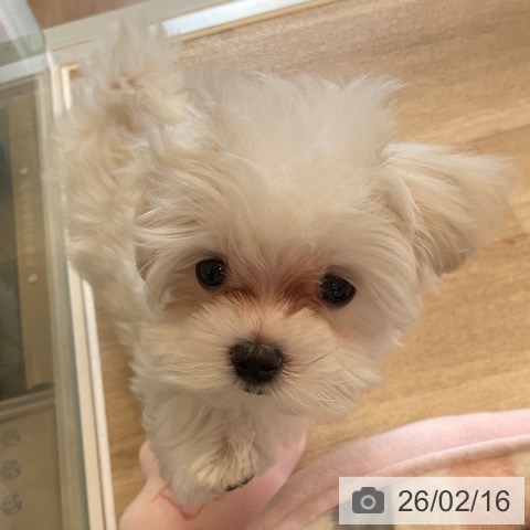 神奈川県のマルチーズ (ペットプラス テラスモール湘南店/2025年12月5日生まれ/女の子/ホワイト)の子犬の4枚目の画像