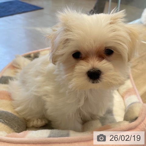 神奈川県のマルチーズ (ペットプラス テラスモール湘南店/2025年12月5日生まれ/女の子/ホワイト)の子犬の3枚目の画像